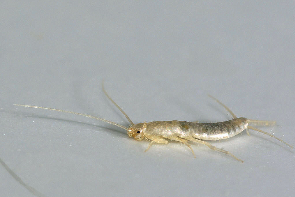 衣魚(yú)2.jpg