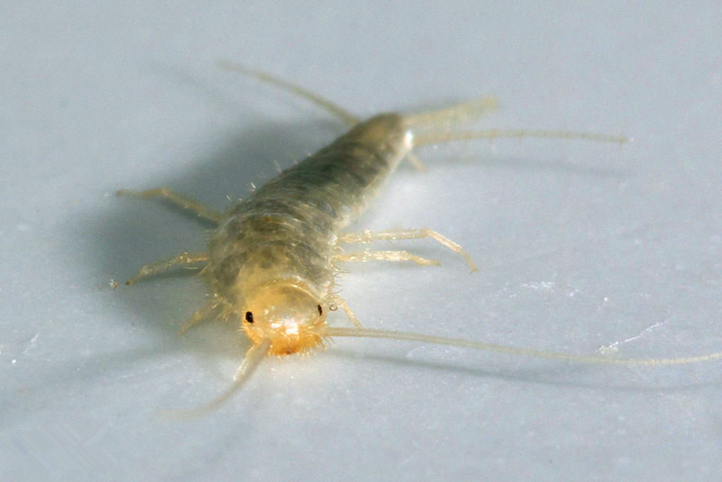 衣魚(yú)5.jpg