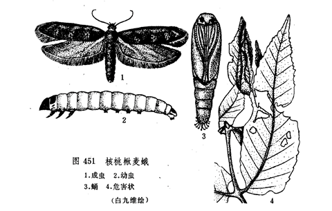 麥蛾 (2).png